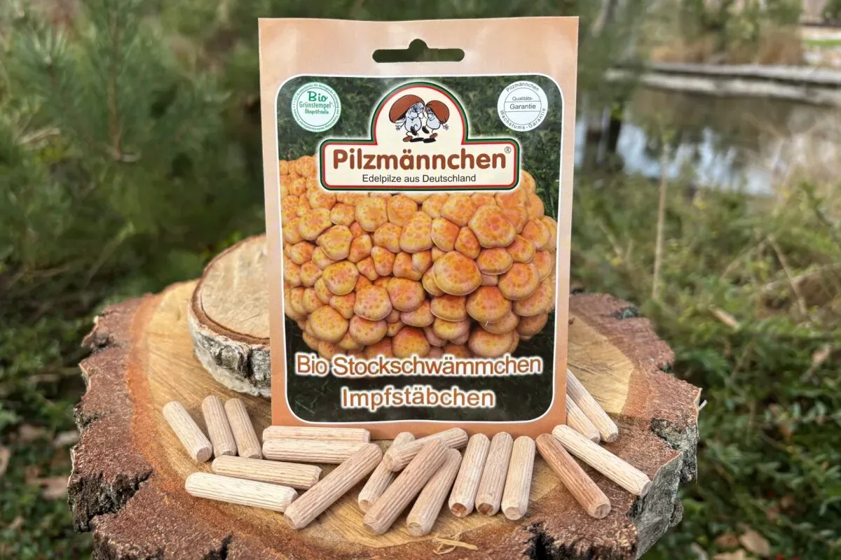 Stockschwämmchen-Impfstäbchen BIO