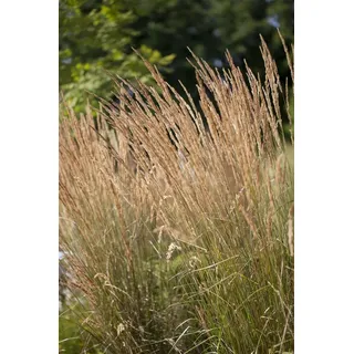 Pflanzen Für Dich Calamagrostis acutiflora Karl Foerster Ziergras winterhart