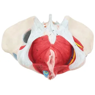 DYTAH Lebensgroßes Weibliches Beckenmodell, Weibliches Beckenmodell Mit Muskel-Beckenboden, Bänder Und Nervenanatomie Menschliches Weibliches Becken Mit Beckenboden-Muskel-Modell Mit Neuromuskulärer