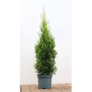 pflanzen-für-dich.de Thuja occidentalis 'Smaragd' 80–100 cm