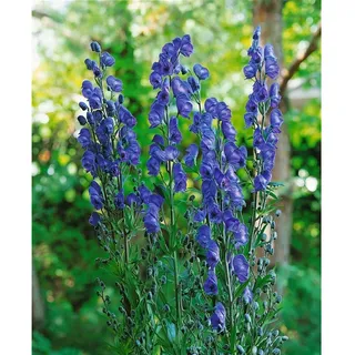 Pflanzen Für Dich Aconitum napellus 'Kleiner Ritter', Eisenhut, ca. 11x11 cm Topf