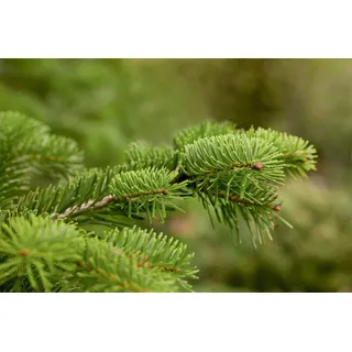 Pflanzen Für Dich Abies nordmanniana, Nordmanntanne, 80–100 cm