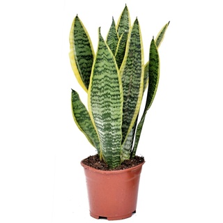 Plant in a Box Schwiegermutterzunge - Sansevieria Futura Superba Höhe 35-40cm