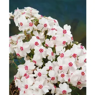 Pflanzen Für Dich Phlox subulata 'Amazing Grace' Teppichphlox, weiß, ca. 9x9 cm Topf
