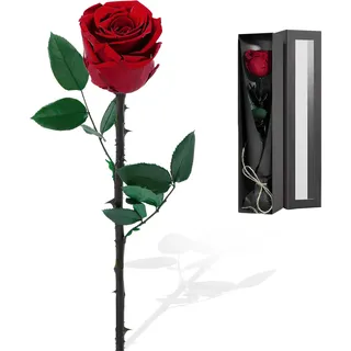 Focenat Konservierte Rose in Rosenbox,Die ewige Rose,Rose Set Geschenkbox,Ewige Rose im Box,Haltbare Blume mit Ewigkeitsgarantie,für Frauen Muttertag Valentinstag Hochzeitstag Geburtstagsgeschenk
