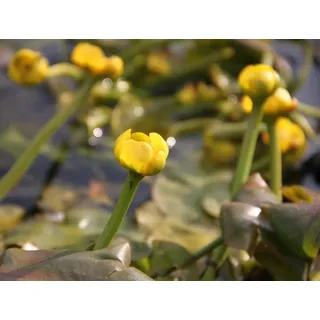 WASSERPFLANZEN WOLFF - Nuphar lutea im PFLANZKORB - Mummel - gelbe Teichrose - fix und fertig einsetzbar! - Seerosen-Gewächs - heimisch - winterhart