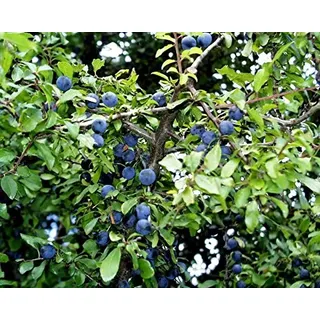 Schlehe Schlehdorn Schwarzdorn Prunus spinosa Containerware 60-100 cm