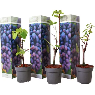 Plant in a Box - 3 Stk - Vitis vinifera 'Cabernet franc' - Höhe 25-40cm