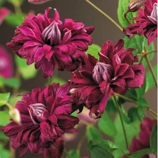 Clematis viticella Purpurea Plena Elegans 60 -100 cm 2 L Co.