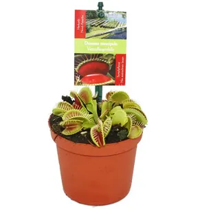 EXOTENHERZ Venusfliegenfalle Dionaea muscipula 9cm Topf