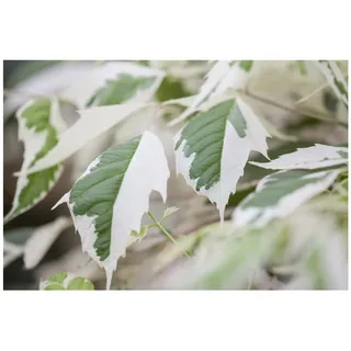 Pflanzen Für Dich Acer negundo 'Flamingo', Eschen-Ahorn, rosa-weiß, 80–100 cm