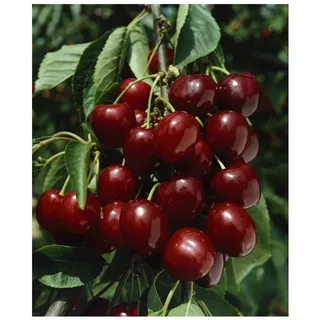 Pflanzen Für Dich Prunus avium 'Große Schwarze Knorpel', Süßkirsche, 40 cm Stammhöhe