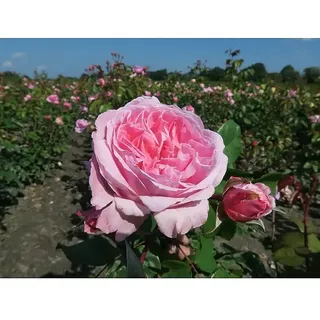Kletterrose  (Rosa 'Kiss Me Kate' -R-, Rosa)