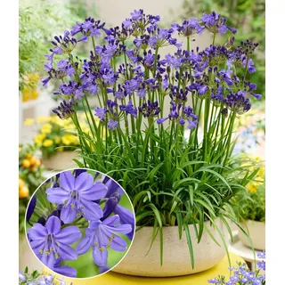 BALDUR Garten 1x Zwerg-Agapanthus 'Fairy Blue®', Knolle in Größe I, intensive blau-violette Blüten, niedrige kompakte Wuchsform, mehrjährig, winterhart & pflegeleicht