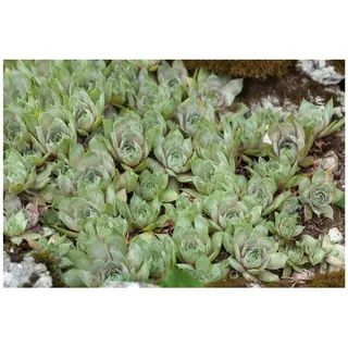 Pflanzen Für Dich Sempervivum tectorum var.glaucum p 0,5