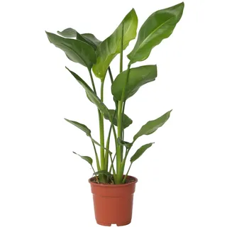 Plant in a Box - Paradiesvogelblume - Strelitzie - Strelitzia nicolai - Höhe 55-70cm