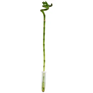 EXOTENHERZ Glücksbambus Lucky Bamboo' spiralförmig im Röhrchen Dracaena Sanderiana ca. 40 cm hoch