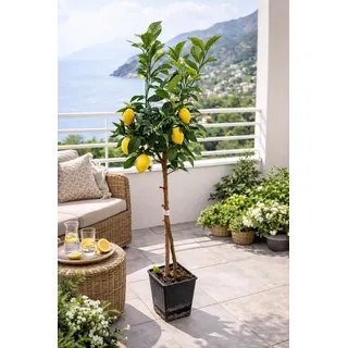 Amalfitano Zitronenbaum 120–140 cm – Echter Citrus Limon im Topf, mediterraner Zitronenbaum für Balkon & Terrasse, winterhart bedingt, duftende Blüten, essbare Früchte