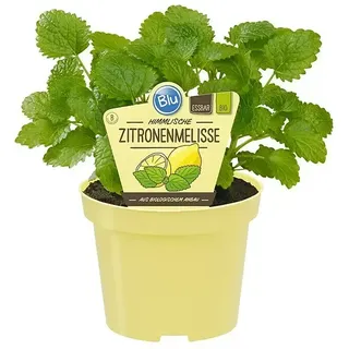 Blu Bio Zitronenmelisse  (Melissa officinalis)