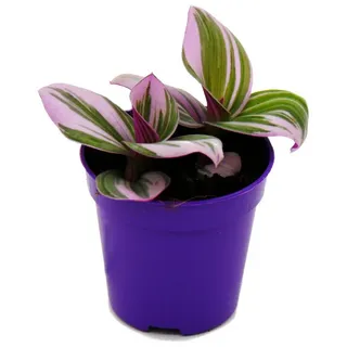 EXOTENHERZ Dreimasterblume Tradescantia Nanouk pflegeleichte hängende Zimmerpflanze 9cm Topf