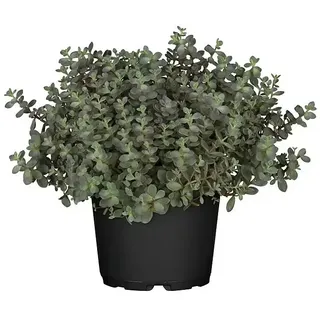 Piardino Mauerpfeffer  (Sedum Sachalyn)