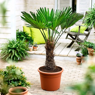 Trachycarpus fortunei | Chinesische Hanfpalme | Höhe 130-140 cm | Topf-Ø 27 cm