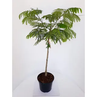 Albizia julibrissin Ombrella, Seidenbaum, Schlafbaum, Seidenakazie, Höhe: 110-120 cm + Dünger