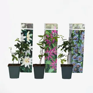 Plant in a Box - Passionsblume - 3 Stk - Passiflora hybridum - Höhe 25-40cm - Topf 9cm