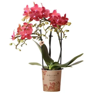 kolibri orchids Kolibri Phalaenopsis Orchidee Kongo Topfgröße Ø9cm - blühende Zimmerpflanze