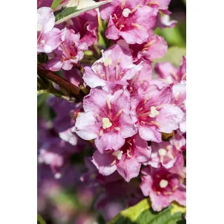 Pflanzen Für Dich Weigela florida 'Nana Variegata', Weigelie, buntlaubig, 40–60 cm