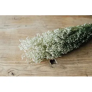 NaDeco Schleierkraut, getrocknet, im Bund, Länge ca. 50-60cm, in Natur und Gefärbt Gypsophila paniculata Gipskraut Trockenblumen Naturdeko Trockendeko für Vasen Pampasgras Deko