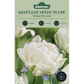Dehner Blumenzwiebel Gefüllte späte Tulpe 'Mount Tacoma', 6 Stk., Weiß