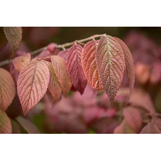 Pflanzen Für Dich Viburnum plicatum ́Mariesii 30–40 cm