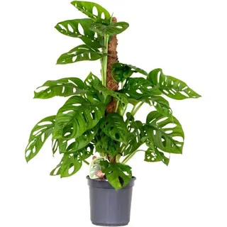 Bloomique - Monstera adansonii Moosstab - Monkey Leaf - Fensterblatt - Luftreinigende Zimmerpflanzen - Monstera Pflanze - Hängepflanze echt