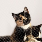 Katzenschutznetz inkl. Befestigung