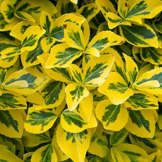 GardenersDream Euonymus Fortunei 'Emerald 'n Gold' Pflanze – Immergrüner Gelber Spindelstrauch – Winterharte MehrjährigeBodendeckerpflanze – Pflegeleichter Zierstrauch für Gärten & Hecken, 15-25cm