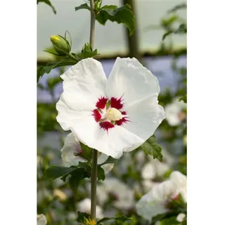 Pflanzen Für Dich Hibiscus syriacus 'Red Heart', 60–80 cm