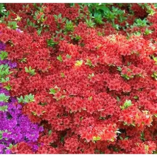 Japanische Azalee Geisha Red 20-25cm - Rhododendron obtusum