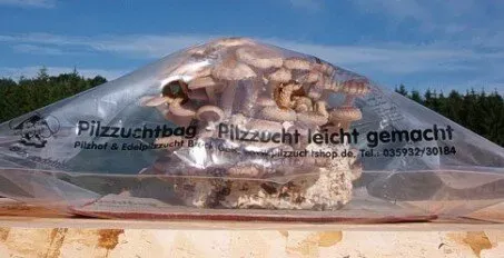 Pilzzuchtbag/ Pilzgewächshaus
