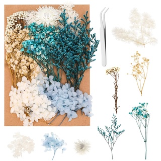 Heyu-Lotus Natürliche Getrocknete Blumen, DIY Natürliche Blumen Set für Trockenblumen Kunst DIY Scrapbooking Handwerk Karten Machen Heimdekoration Hochzeit