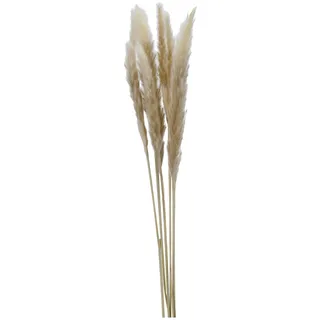 Trockenblume PAMPASGRAS CREME (BHT 5x75x5 cm) - BHT 5x75x5 cm