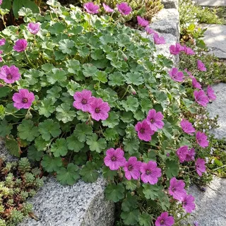 Bloomique - 6er-Set - Erodium variabile „Bishop's Form“ (Reiherschnabel) - Gartenpflanzen - Reichblühend - Winterhart - Kompakter Wuchs - Höhe 10-20 cm - Topf: 9 cm