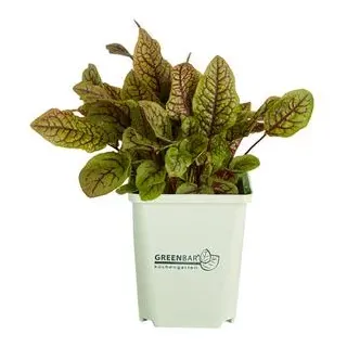 GREENBAR® Blutampfer, Grün