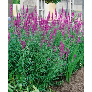 Pflanzen Für Dich Lythrum Salicaria Blutweiderich Lady Sackville Ca. 11x11 cm Topf