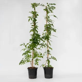 Plant in a Box - 2 Stk - Campis radicans 'Flava' - -