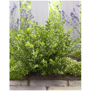 Stauden Gänge 25 x Ilex crenata 'Glory Gem' Japanischer Berg Ilex