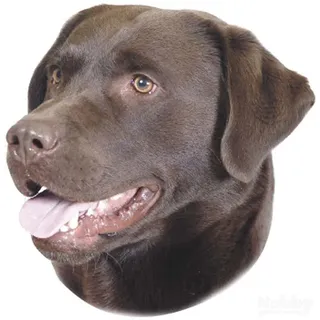 Nobby Aufkleber Labrador braun