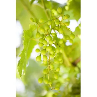 Pflanzen Für Dich Vitis vinifera 'Muskateller', Weinrebe, 80–100 cm