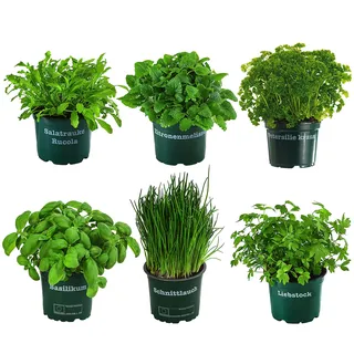 Dehner Kräuter-Set Küchenkräuter, 6 Stück, Basilikum, Liebstöckel, Petersilie, Schnittlauch, Rucola, Zitronenmelisse, je ca. 15 cm, Ø Topf 12 cm, Kräuterpflanze