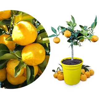 Meine Orangerie Yuzu Baum - Citrus Junos - Frosthart - echte veredelte Yuzu Zitrone - Fruchtreife Zitruspflanze in Gärtnerqualität - sehr aromatische Früchte für Yuzu Saft (Mezzo [M])